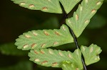 black-stemmed spleenwort