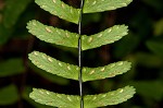 black-stemmed spleenwort