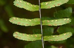 black-stemmed spleenwort