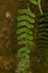 black-stemmed spleenwort