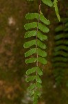 black-stemmed spleenwort