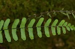 black-stemmed spleenwort