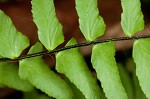 black-stemmed spleenwort