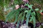 black-stemmed spleenwort