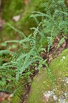 black-stemmed spleenwort