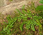 Maidenhair spleenwort