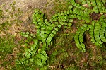 Maidenhair spleenwort