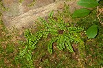 Maidenhair spleenwort