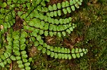 Maidenhair spleenwort