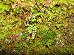 Maidenhair spleenwort