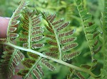 Southern lady fern