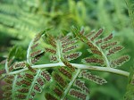 Southern lady fern