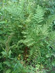 Southern lady fern