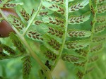 Southern lady fern