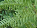 Southern lady fern