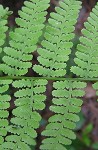 Southern lady fern