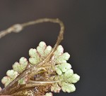 Carolina mosquitofern,<BR>Mosquito fern