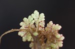 Carolina mosquitofern,<BR>Mosquito fern