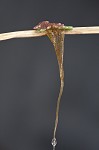 Carolina mosquitofern,<BR>Mosquito fern