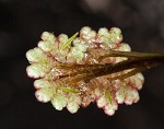 Carolina mosquitofern,<BR>Mosquito fern