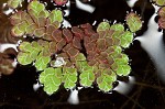 Carolina mosquitofern,<BR>Mosquito fern