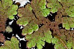 Carolina mosquitofern,<BR>Mosquito fern