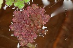 Carolina mosquitofern,<BR>Mosquito fern