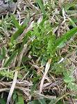 Winter grapefern,<BR>Prostrate grapefern