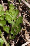 Winter grapefern,<BR>Prostrate grapefern