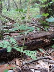 Rattlesnake fern,<BR>Common grapefern