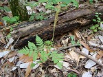 Rattlesnake fern,<BR>Common grapefern