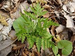 Rattlesnake fern,<BR>Common grapefern