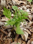 Rattlesnake fern,<BR>Common grapefern