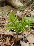 Rattlesnake fern,<BR>Common grapefern