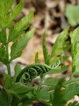 Rattlesnake fern,<BR>Common grapefern