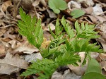 Rattlesnake fern,<BR>Common grapefern