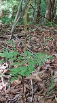 Rattlesnake fern,<BR>Common grapefern