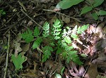 Rattlesnake fern,<BR>Common grapefern