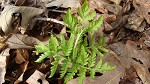 Rattlesnake fern,<BR>Common grapefern