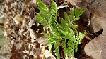 Rattlesnake fern,<BR>Common grapefern