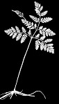 Rattlesnake fern,<BR>Common grapefern