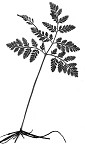 Rattlesnake fern,<BR>Common grapefern