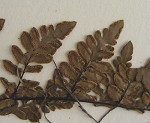 Alabama lip fern