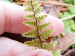 Hairy lip fern