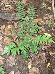 Fortune's holly fern