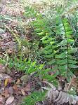 Fortune's holly fern