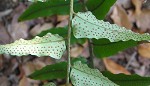 Fortune's holly fern