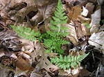 Southern bladder fern,<BR>lowland brittle fern,<BR>Southern fragile fern