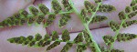 Southern bladder fern,<BR>lowland brittle fern,<BR>Southern fragile fern