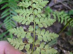 Southern bladder fern,<BR>lowland brittle fern,<BR>Southern fragile fern